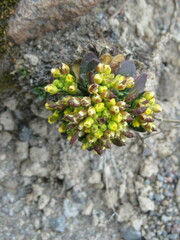 Draba jorullensis