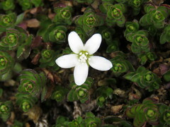Arenaria bryoides
