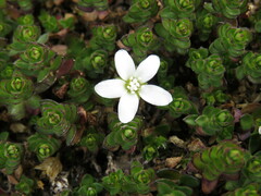 Arenaria bryoides