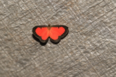 Mesene phareus