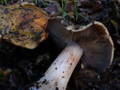 Cortinarius glaucopus