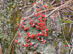 Cladonia jaliscana