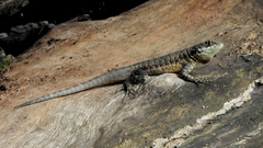 Tropidurus torquatus