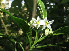 Solanum pubigerum
