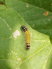 Spilarctia obliqua