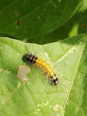 Spilarctia obliqua