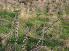 Echium glomeratum