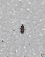 Litargus