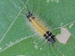 Spilarctia obliqua