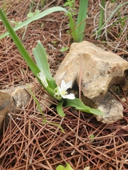 Ornithogalum lanceolatum