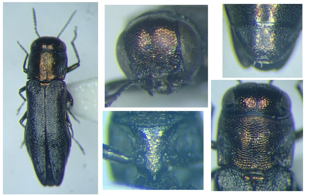Agrilus grandiceps hemiphanes