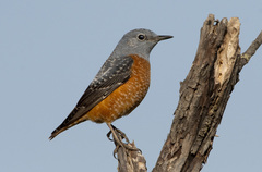 Monticola saxatilis