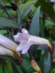 Ruellieae