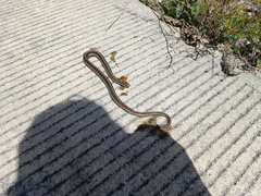 Thamnophis scalaris