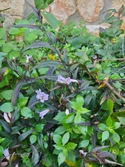 Ruellieae