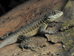 Tropidurus torquatus