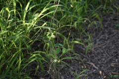 Cocculus diversifolius