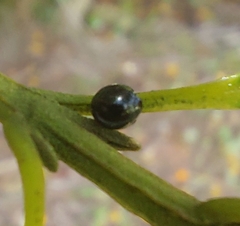 Coleoptera