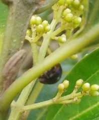 Coleoptera