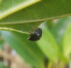 Coleoptera