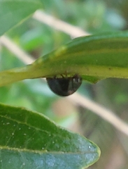 Coleoptera