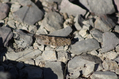 Trimerotropis pallidipennis