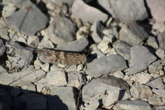 Trimerotropis pallidipennis