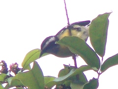 Coereba flaveola