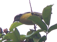 Coereba flaveola