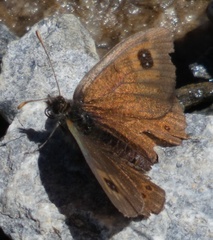 Erebia