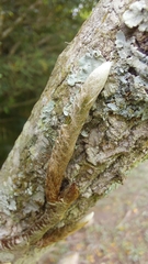 Microgramma squamulosa
