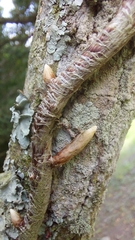 Microgramma squamulosa