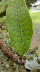 Microgramma squamulosa