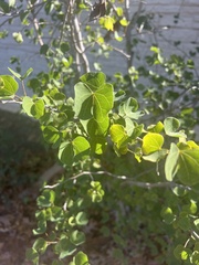 Bauhinia lunarioides