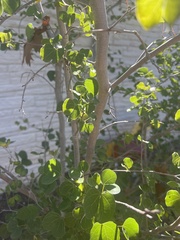 Bauhinia lunarioides