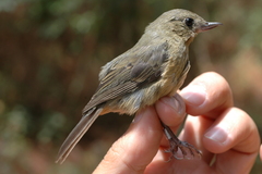 Diglossa baritula