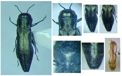 Agrilus graminis