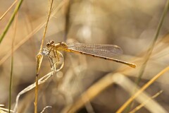 Argia emma