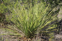 Dasylirion texanum
