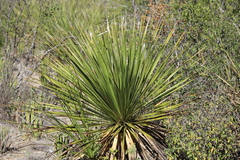 Dasylirion texanum