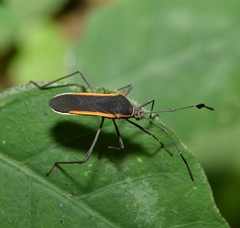 Plapigus circumcinctus