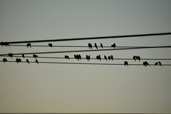 Psittacara holochlorus