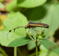 Plapigus circumcinctus