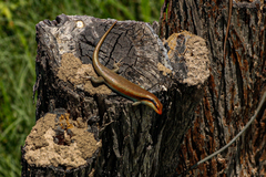 Trachylepis wahlbergii