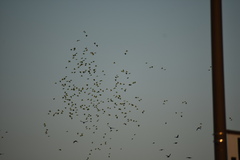 Psittacara holochlorus