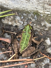 Pelophylax bedriagae