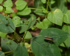 Plapigus circumcinctus