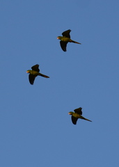 Psittacara holochlorus