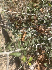 Aloysia gratissima