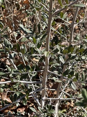 Aloysia gratissima